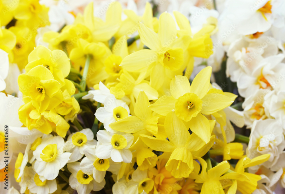 Obraz premium Springtime blooming yellow, white and apricot color daffodils, spring blossoming narcissus (jonquil) flowers bouquet background 