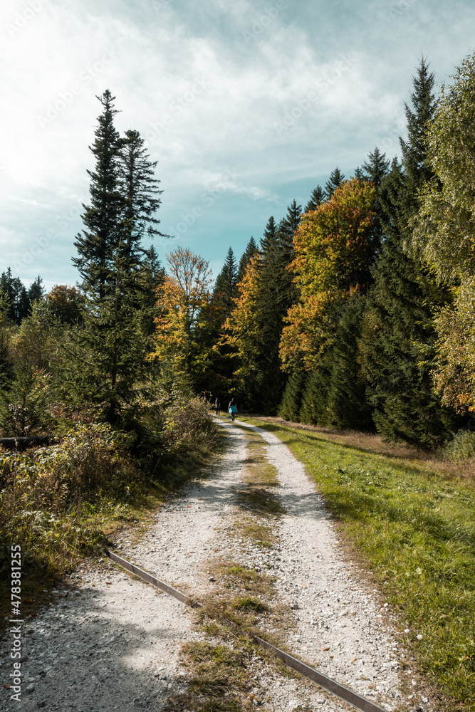 Road in the woods in autumn, Sumava national park, Czech republic