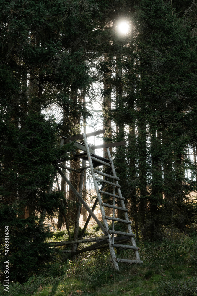 High seat in the forest and sun shining through trees, Sumava national park, Czech republic High seat in the forest and sun shining through trees, Sumava national park, Czech republic