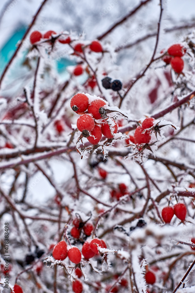 winter, snow, berry, red, tree, nature, branch, frost, cold, berries, rowan, ice, fruit, 
frozen, plant, season, bush, white, viburnum, rose, bunch, garden, autumn, rowanberry, christmas