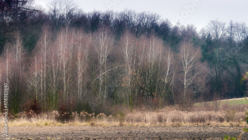 Leafless birch bosk in early spring stage