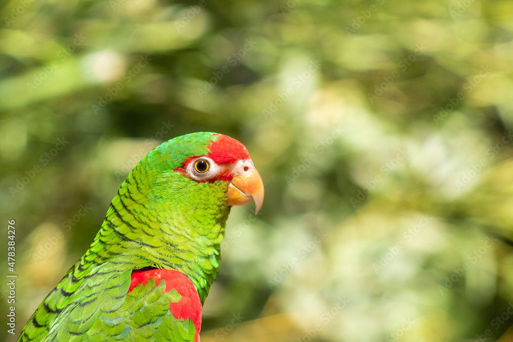 Papagaio-charao - Amazona pretrei