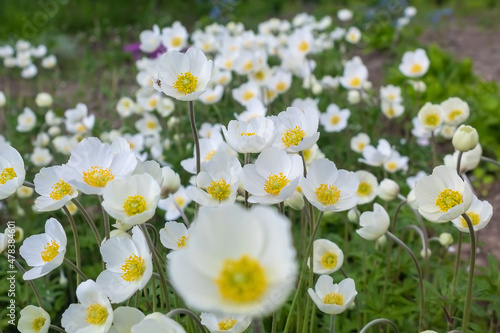 White summer flowers. Fragrant wild flowers. Beautiful flowers in the field