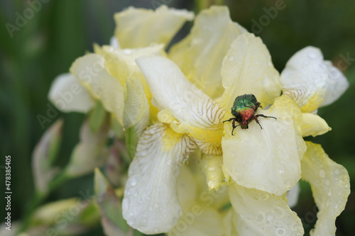 Large Linnaeus beetle crawls on a yellow flower. Large green hard-winged insect beetle close-up on a  yellow background .Beetle, that has a metallic structurally coloured green. Brilliant insect photo