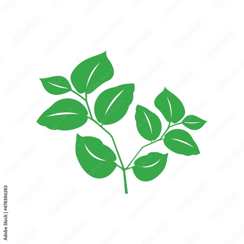 green leaf vector 
