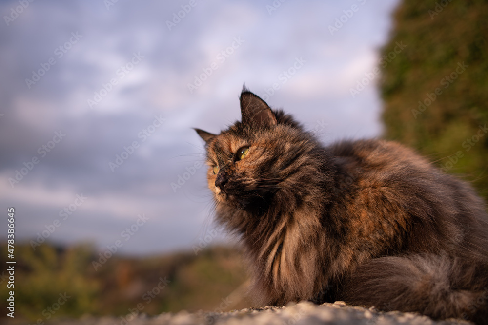A cat sitting on a wall, in the afternoon sun