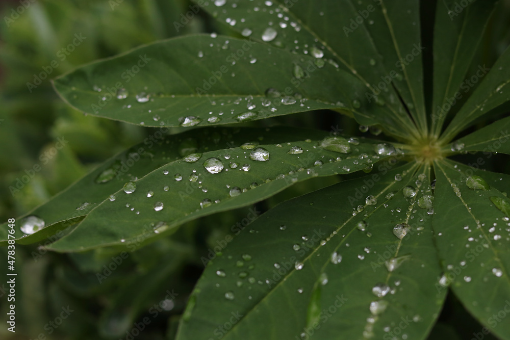 Beautiful green leaves from lupine flowers in the morning dew drops in summer. Lupine leafs rain drops dew background. Drops of dew on the leaves of a lupine flower. Natural fresh green background. Beautiful green leaves from lupine flowers in the morning dew drops in summer. Lupine leafs rain drops dew background. Drops of dew on the leaves of a lupine flower. Natural fresh green background.