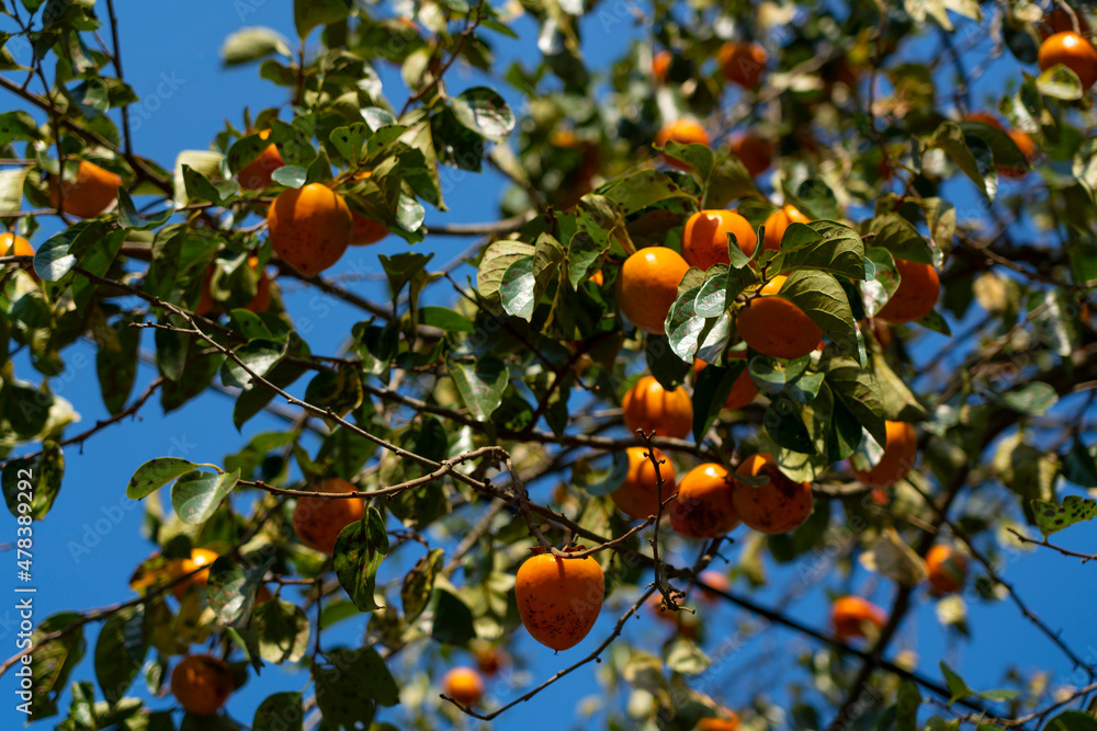 Persimmon on a tree in the forest