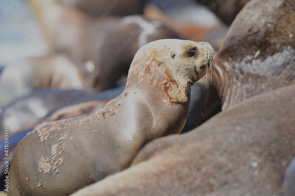 Fototapeta premium Male Sea Lion , Patagonia, Argentina