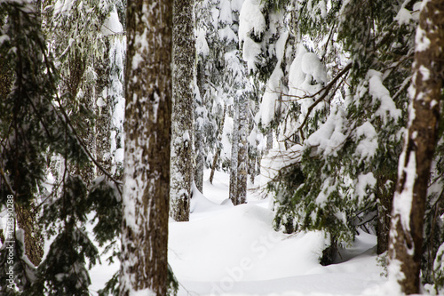 Snowy Forest