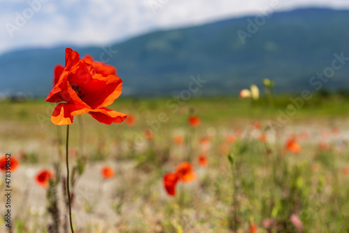 Fototapeta red poppy flower on blurred background of mountain nature