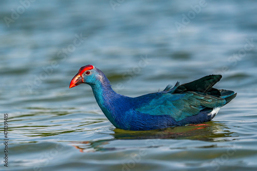 grey headed swamp hen in water photo