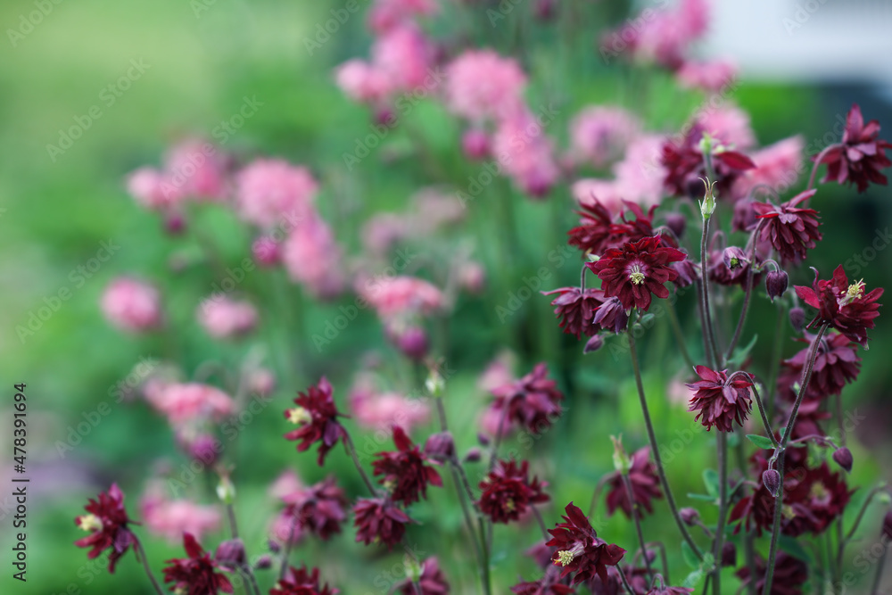 Fototapeta premium Abstract of beautiful Bor­deaux Barlow Aquilegia vulgaris blossoms in the flower garden. Selective focus with blurred foreground and background.