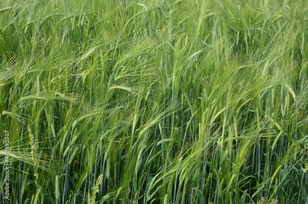 beautiful healthy green ears of barley in the field beautiful healthy green ears of barley in the field