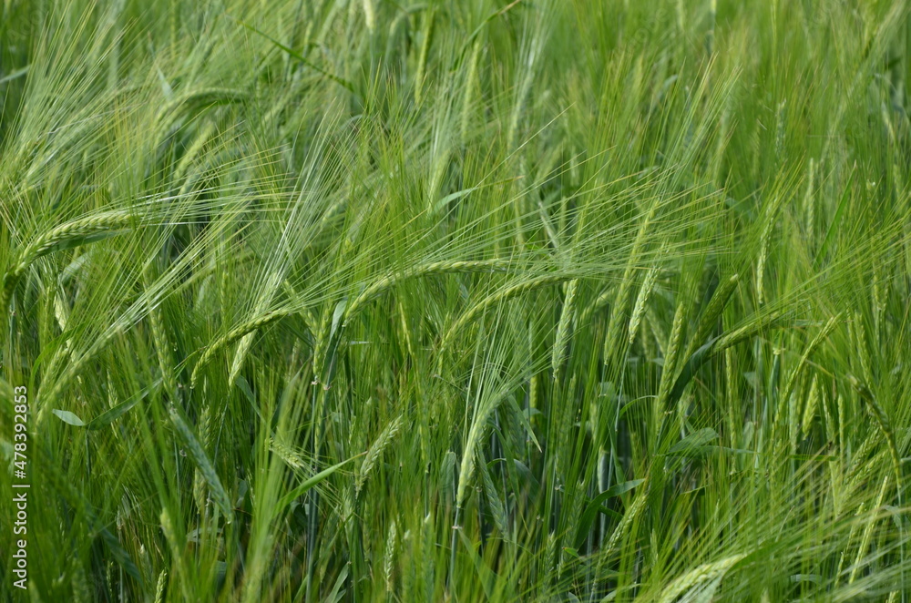 beautiful healthy green ears of barley in the field beautiful healthy green ears of barley in the field