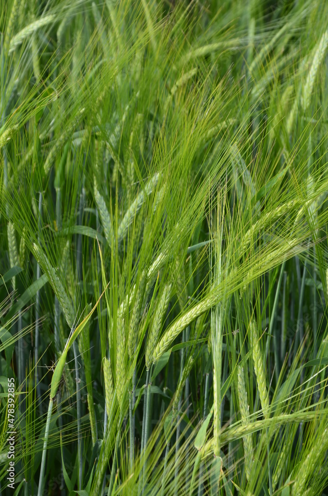 beautiful healthy green ears of barley in the field beautiful healthy green ears of barley in the field