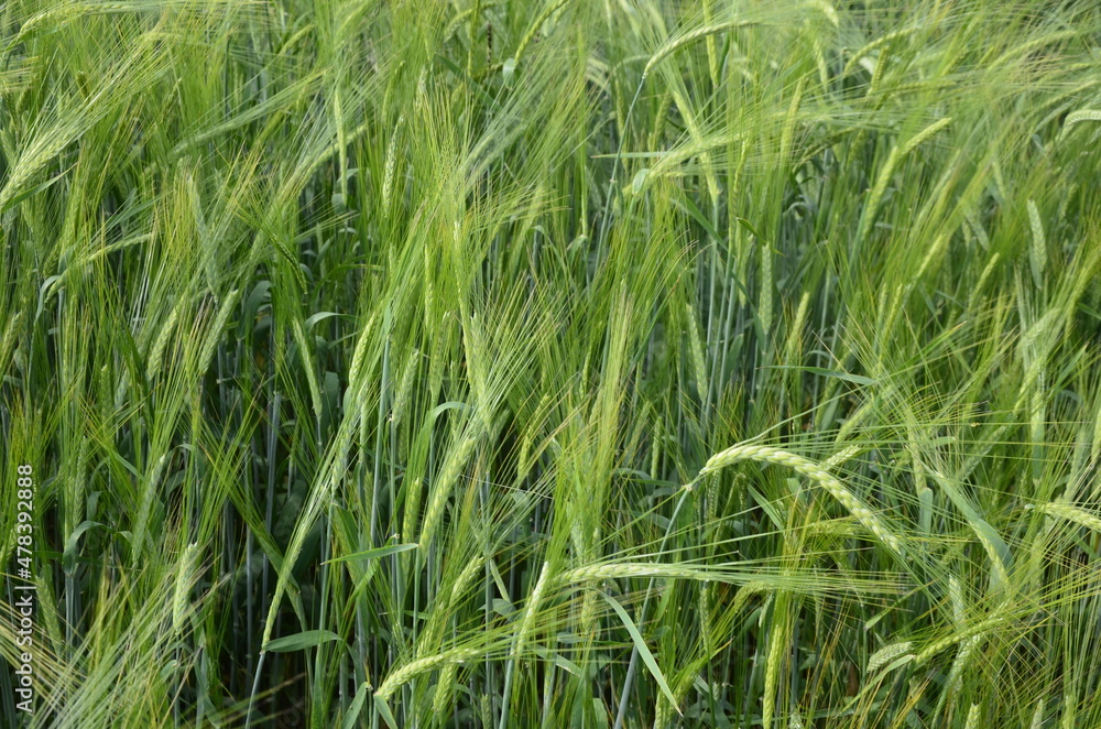 beautiful healthy green ears of barley in the field beautiful healthy green ears of barley in the field