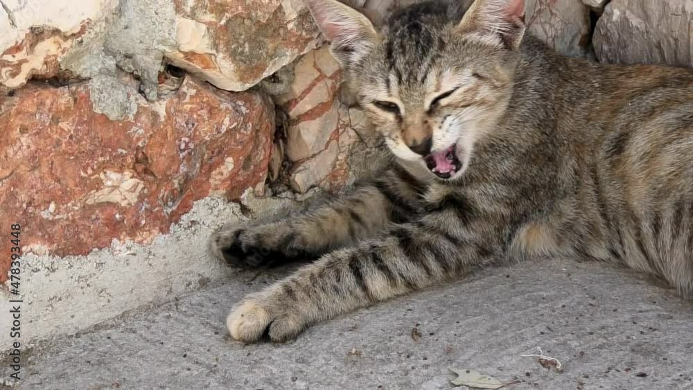 Cat yawning and stretching licks her lips and yawns. slow motion. Cat yawning and stretching licks her lips and yawns. slow motion.