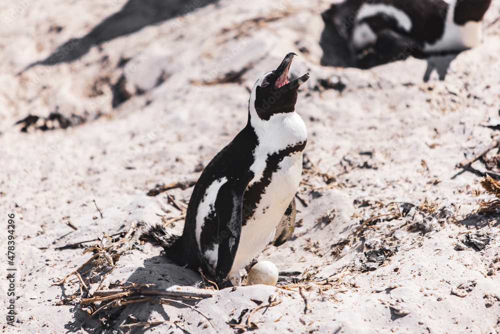 Fototapeta premium South African Jackass Penguin laying an egg in Cape Town South Africa