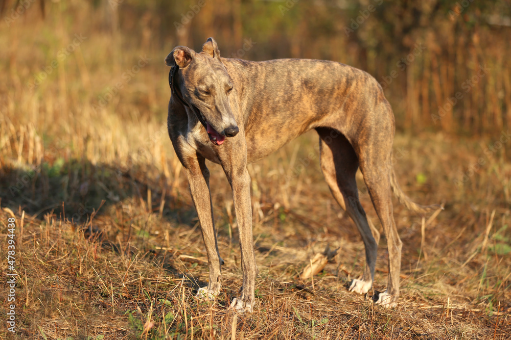 Fototapeta premium Greyhound posing in nature. Dog stands against the background of autumn