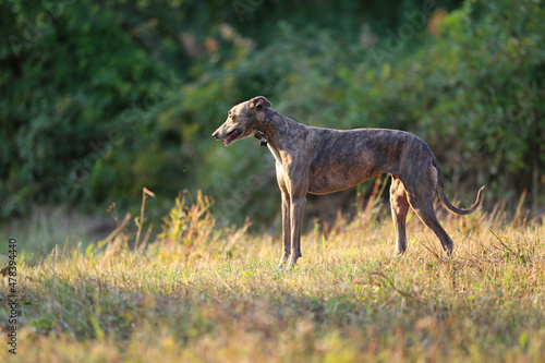 Greyhound posing in nature. Dog stands against the background of autumn