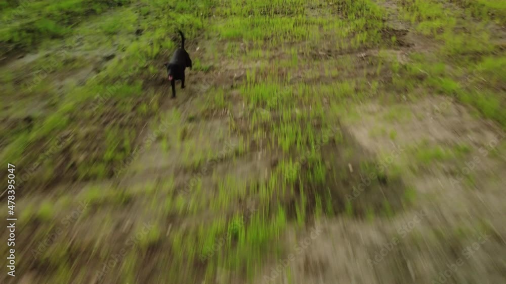 Cinemática de perro negro corriendo Cinemática de perro negro corriendo