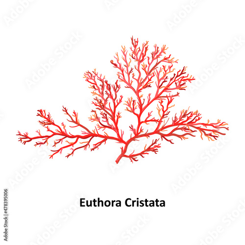 Euthora cristata - a genus of thalloid red algae. Hand drawn vector illustration