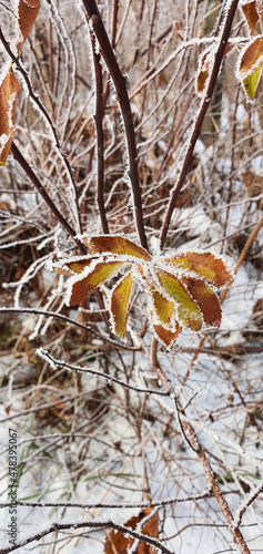 Wallpaper Mural Frost on branches and leaves on a frosty winter morning. Torontodigital.ca