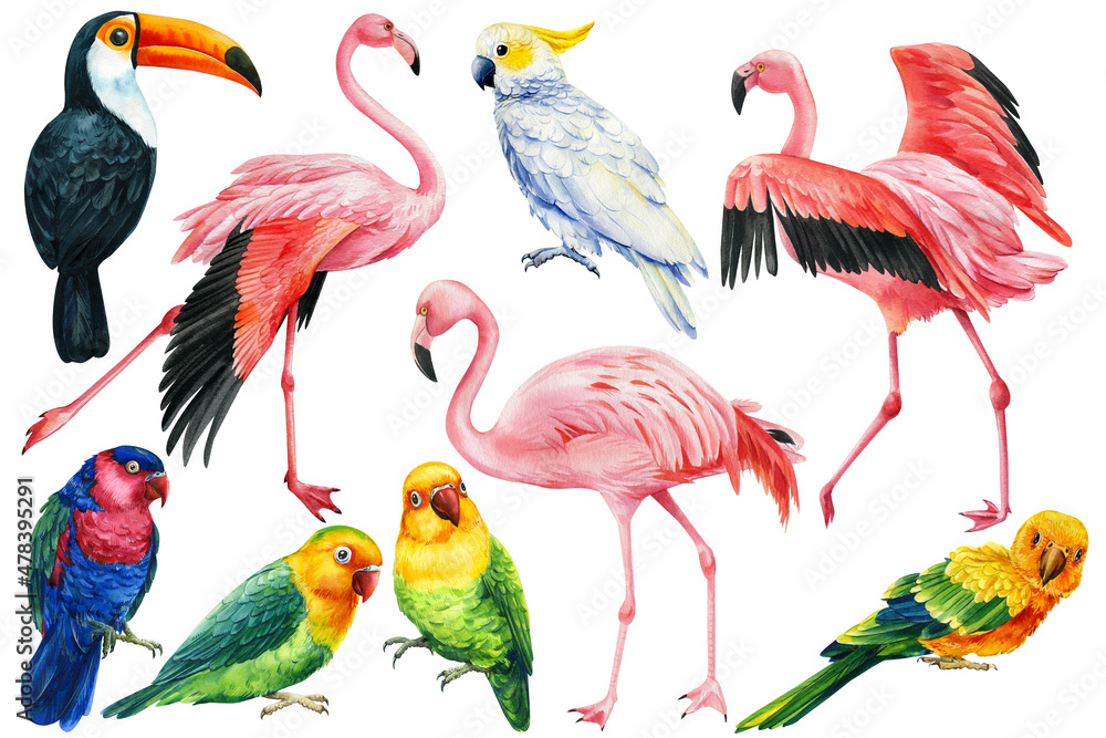 Fototapeta premium Set of tropical birds parrots, cockatoo, flamingo and toucan on a white background, watercolor illustration
