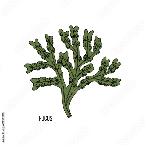 Algae - fukus. Green and red edible algae. Black line ink sketch on a white background. Vector hand drawn illustration cartoon.