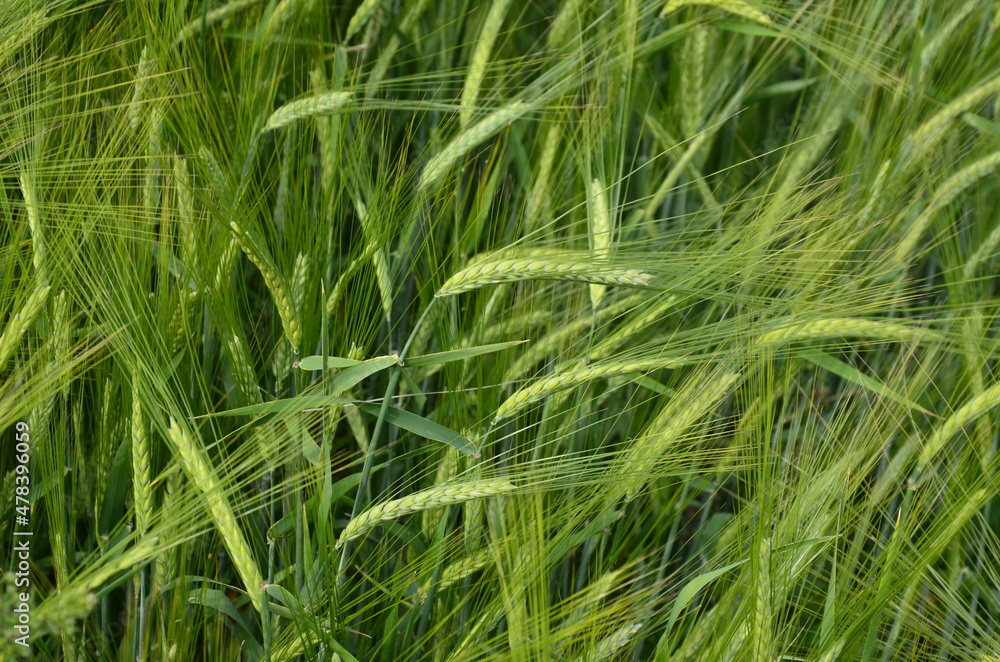 beautiful healthy green ears of barley in the field beautiful healthy green ears of barley in the field
