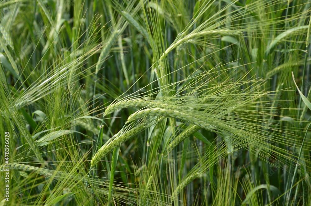 beautiful healthy green ears of barley in the field beautiful healthy green ears of barley in the field