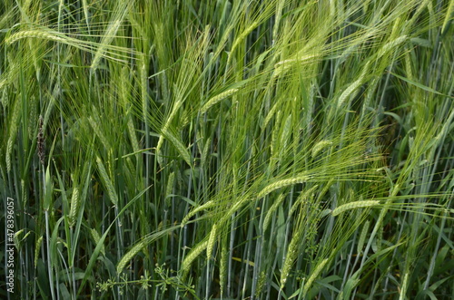 beautiful healthy green ears of barley in the field