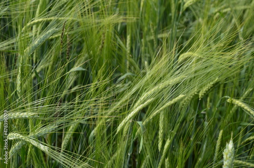 beautiful healthy green ears of barley in the field