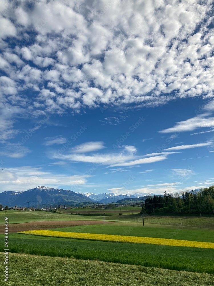 Fototapeta premium 春 菜の花 畑 青空
