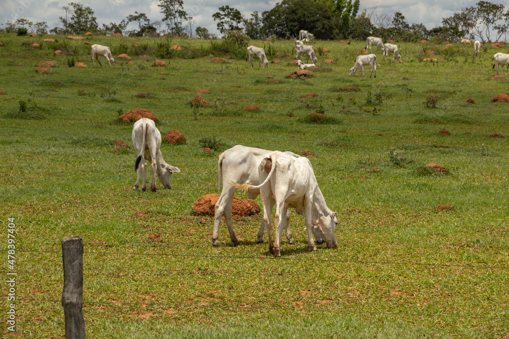 Paisagem de beira da rodovia no Brasil com algumas vacas pastando. Paisagem de beira da rodovia no Brasil com algumas vacas pastando.