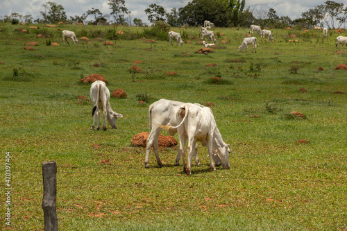 Paisagem de beira da rodovia no Brasil com algumas vacas pastando.