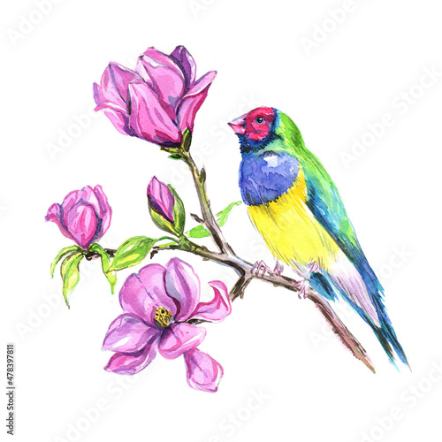 Hand drawn watercolor. Colorful bird on a branch of magnolia