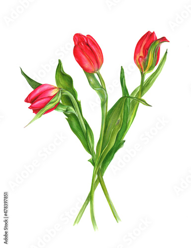 Hand drawn red tulip on white background. Beautifull spring flower. Watercolor bouquet of three red tulips