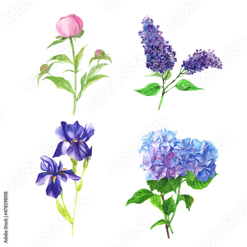 Fototapeta Naklejka Na Ścianę i Meble -  Hand painted floral elements set. Watercolor botanical illustration of pink peonies,
lilac, hydrangea, irises