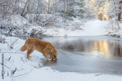 Winter scenery with golden labrador retriever dog standing at the frozen lake and trying to bite the ice