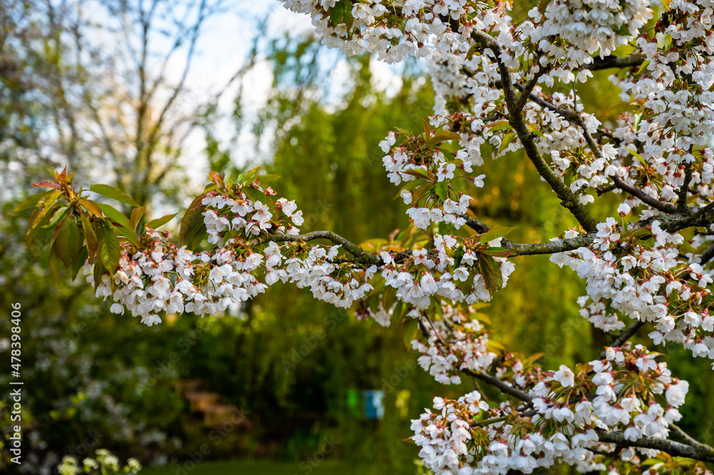 Spring white blossoms of sweert cherry trees on fruit orchards in Zeeland, Netherlands Spring white blossoms of sweert cherry trees on fruit orchards in Zeeland, Netherlands
