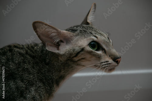 Foto Portrait of a slender gray oriental shorthair cat with green eyes and large ears