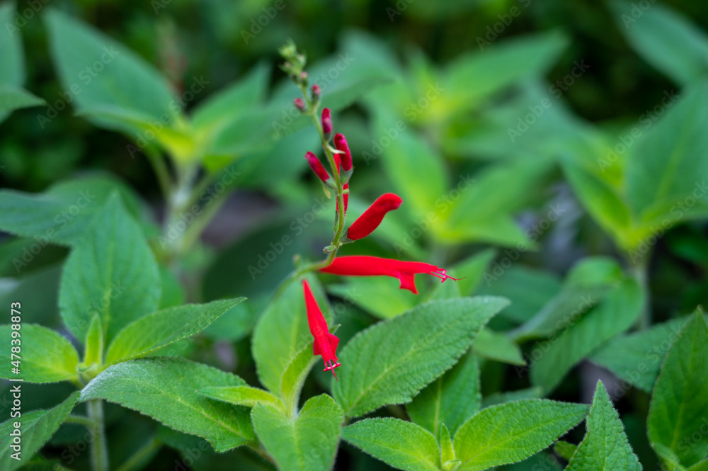 Botanical collection, red blossom and green leaves of kitchen, medicinal and aromatic plant pineapple salvia Botanical collection, red blossom and green leaves of kitchen, medicinal and aromatic plant pineapple salvia