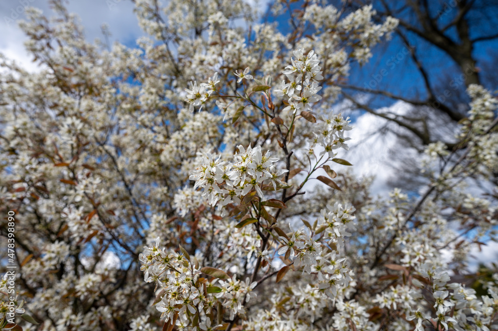 White blossom of fruit tree in springtime