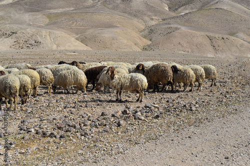 Sheep flock in naked mountains. Herd of Bedouin sheep in the desert on a hill with clear sky. sheep in the rocky desert, Israel. herd of sheep in mountainous desert landscape photo