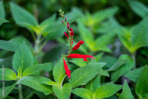 Botanical collection  red blossom and green leaves of kitchen  medicinal and aromatic plant pineapple salvia