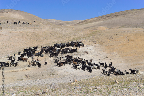 Goat flock in naked mountains. Herd of Bedouin sheep and goats in the desert on a hill with clear sky. Goats in the rocky desert, Israel. Bedouin goats 