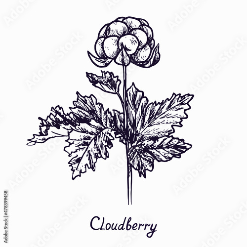 Cloudberry (Rubus chamaemorus) stem with berries and leaves, outline simple doodle drawing with inscription, gravure style