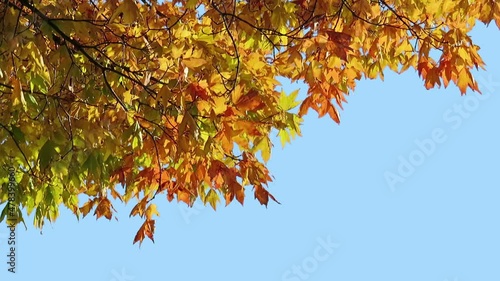 Foreground foliage plate. Norway Maple, Autumn, medium gusty breeze. Defocus/blur, darken and desaturate as needed. Works well scaled up to 4K. Includes luma matte.